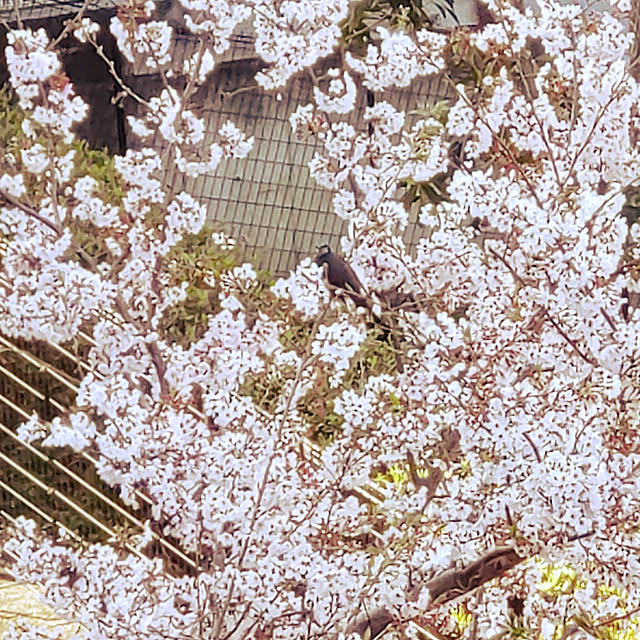 yokomokoさんの実例写真