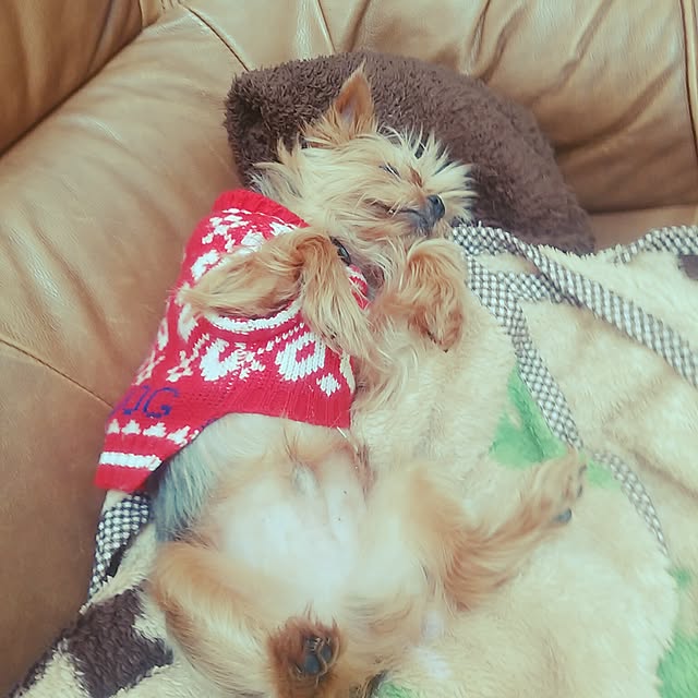 riku-papaさんの実例写真