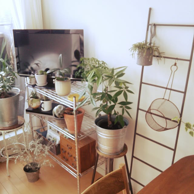 部屋全体/観葉植物 ワンルームのインテリア実例 - 2016-10-20 14:09:37