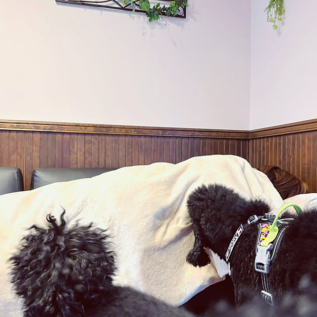 usagiさんの部屋