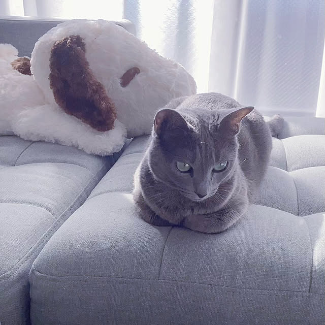 snoopyさんの実例写真