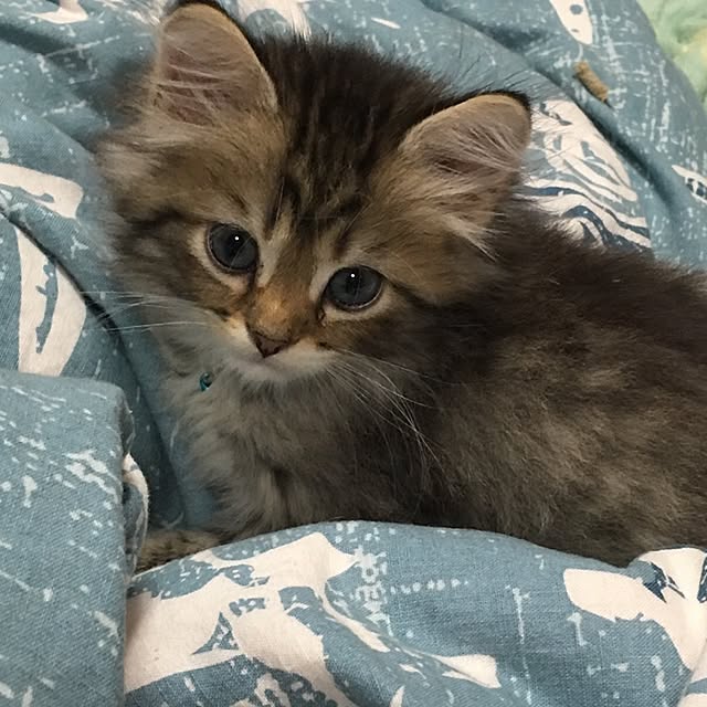 CATさんの実例写真