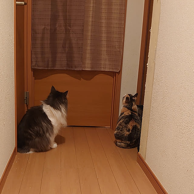shinobuさんの実例写真