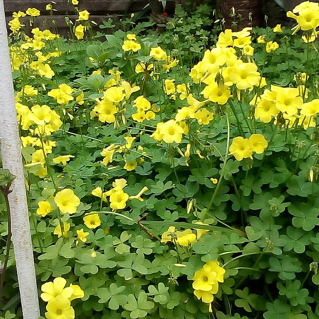 mariagardenさんの実例写真