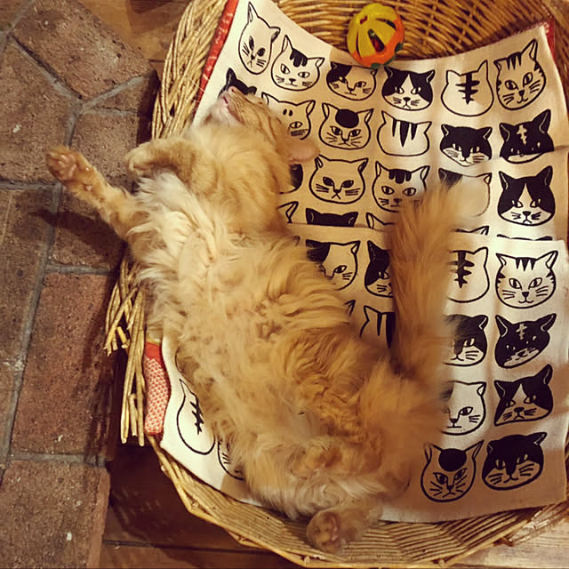 Maki-nekomamireさんの実例写真