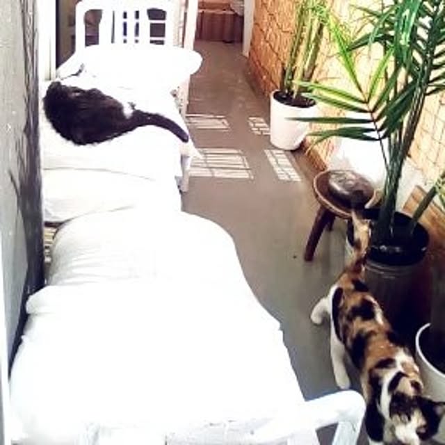 catloveさんの部屋