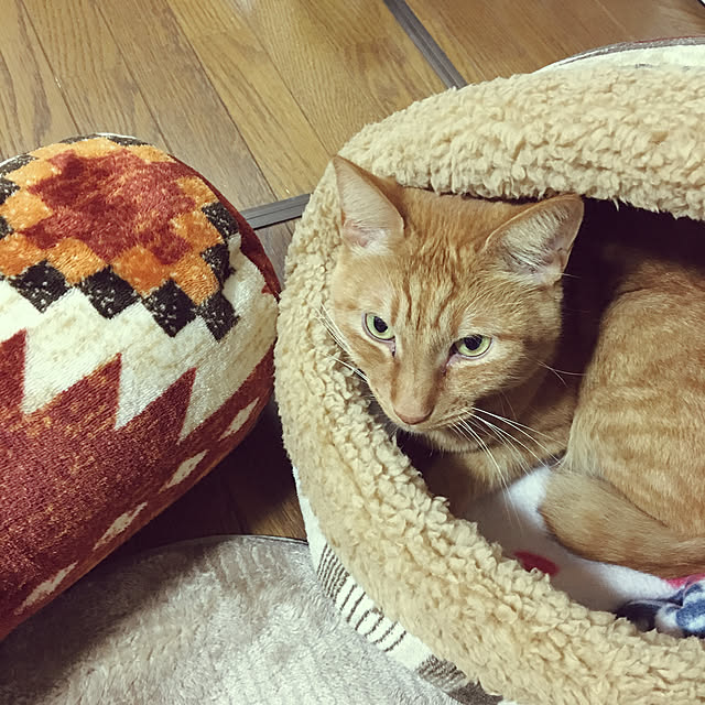 yoshi-yoshiさんの実例写真
