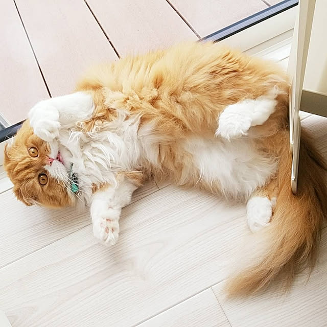 Arahimaさんの実例写真