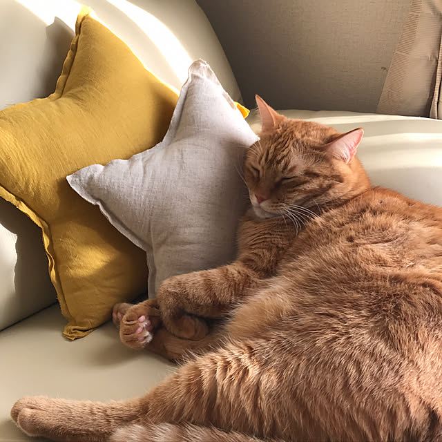 catさんの実例写真
