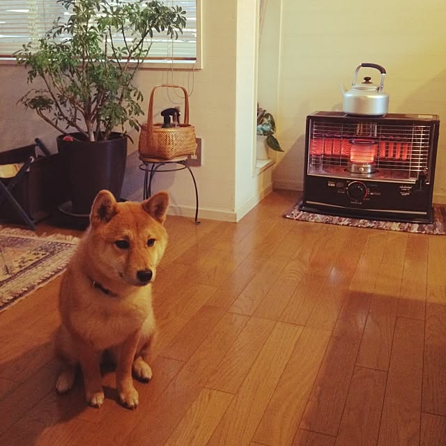 botanさんの実例写真