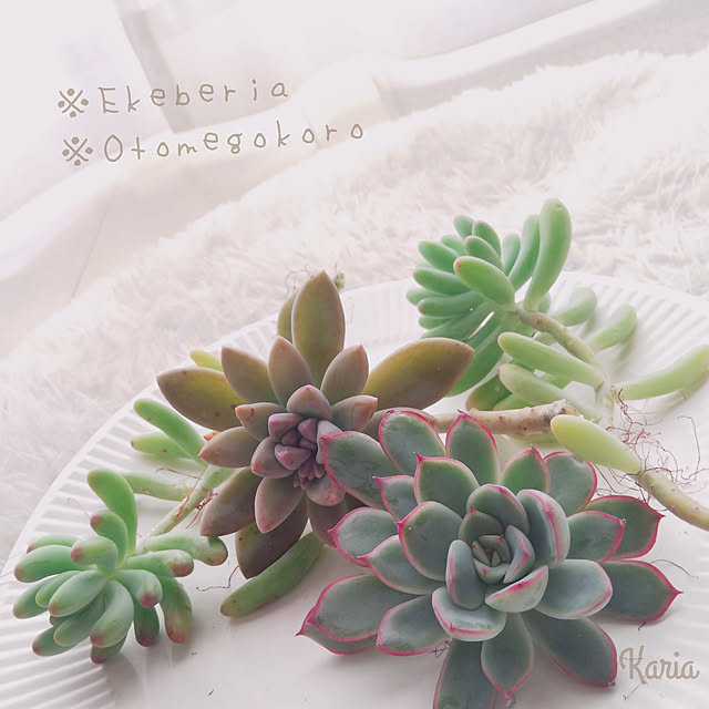 kariaさんの実例写真
