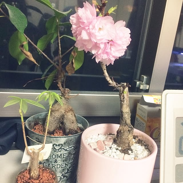 midori_nu46さんの実例写真