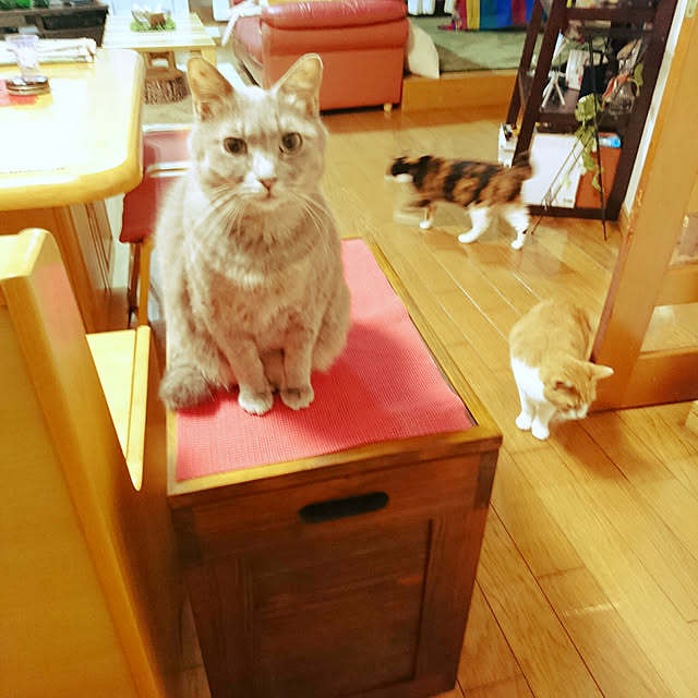 uchizukonyanさんの実例写真