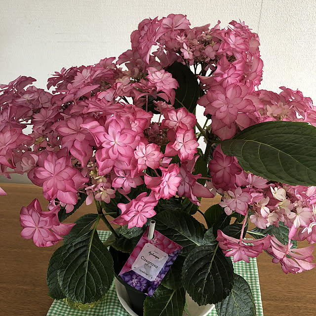 実例写真