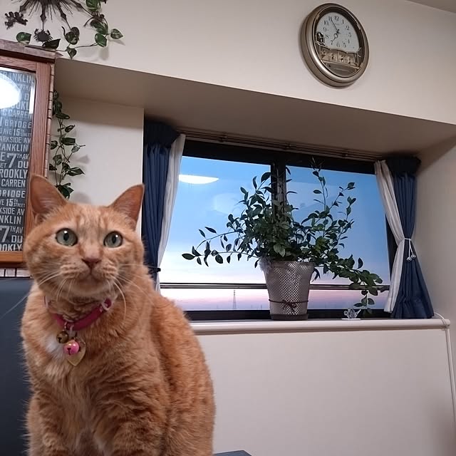NOAHさんの実例写真