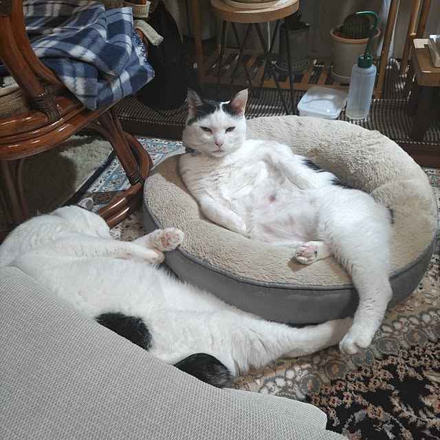 yuuさんの実例写真