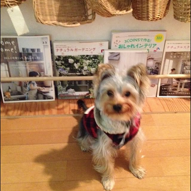 mayuoさんの実例写真