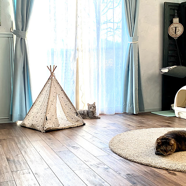 IKEA ラグ/ニトリのカーテン/猫/ダイソー/リビングのインテリア実例 - 2021-10-08 16:49:06