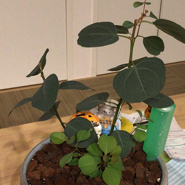 yuさんの実例写真