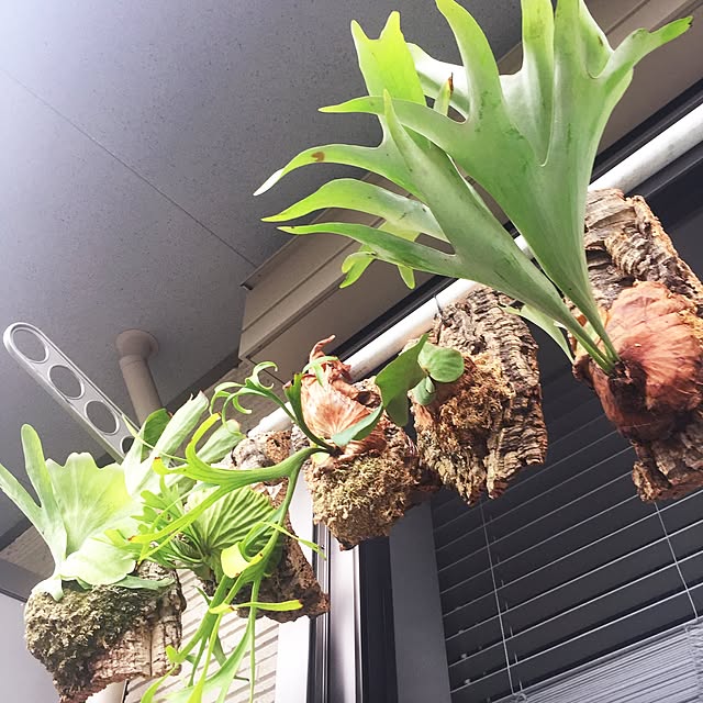 abetomooooooさんの実例写真