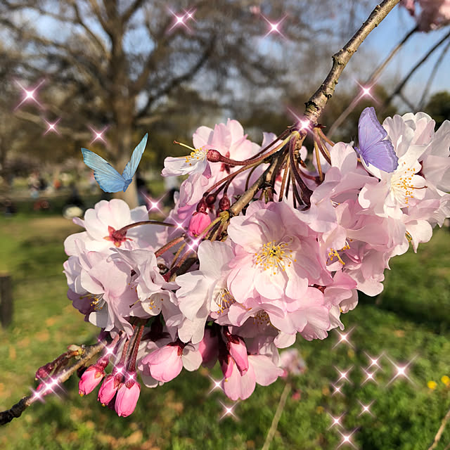 実例写真