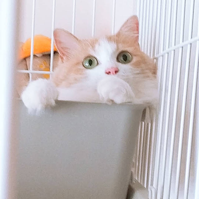 Ckさんの実例写真