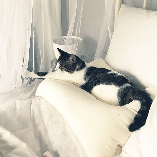 Shihoさんの実例写真