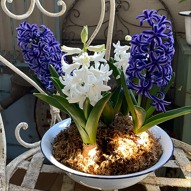 mamisazさんの部屋