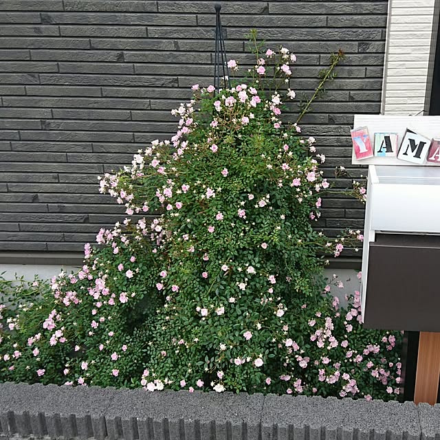 akiko--24さんの実例写真