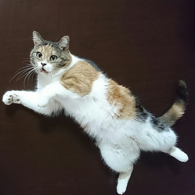 yukieさんの実例写真