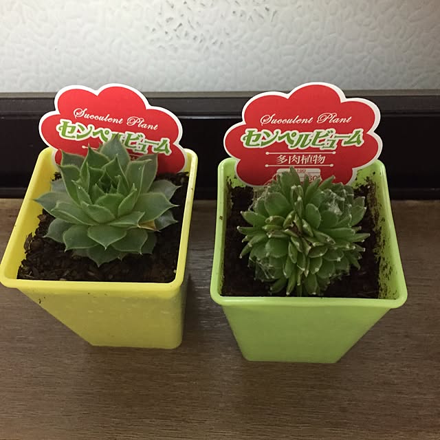kokoririaさんの実例写真