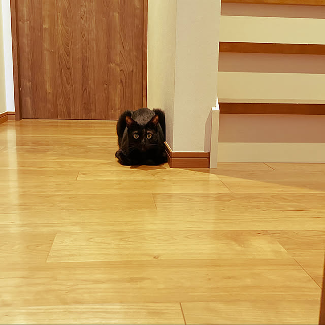 壁/天井のインテリア実例 - 2021-09-11 17:46:48
