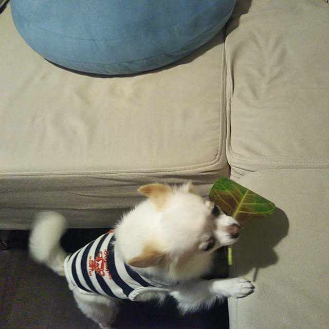 chapiさんの実例写真