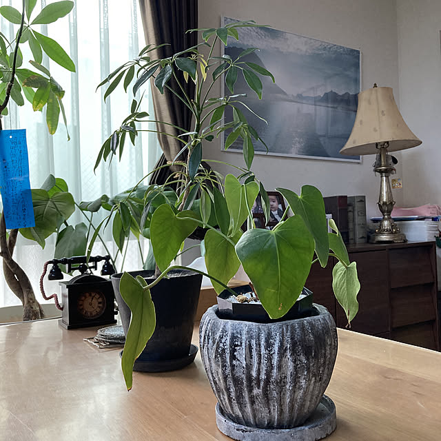 観葉植物のある暮らし/いぬと暮らす/観葉植物/子供と暮らす。/机のインテリア実例 - 2022-09-15 14:09:30