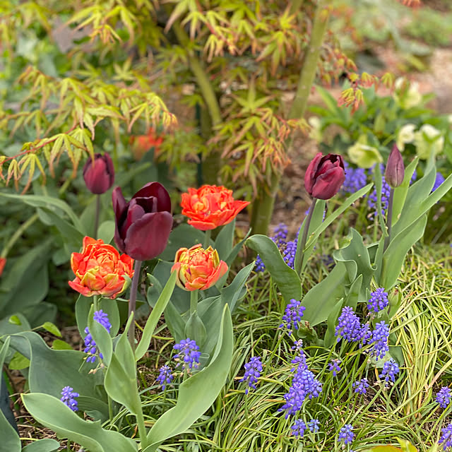 多彩な色のチューリップとヒヤシンスの鉢植え かられる