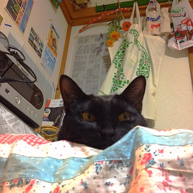 hilaさんの実例写真