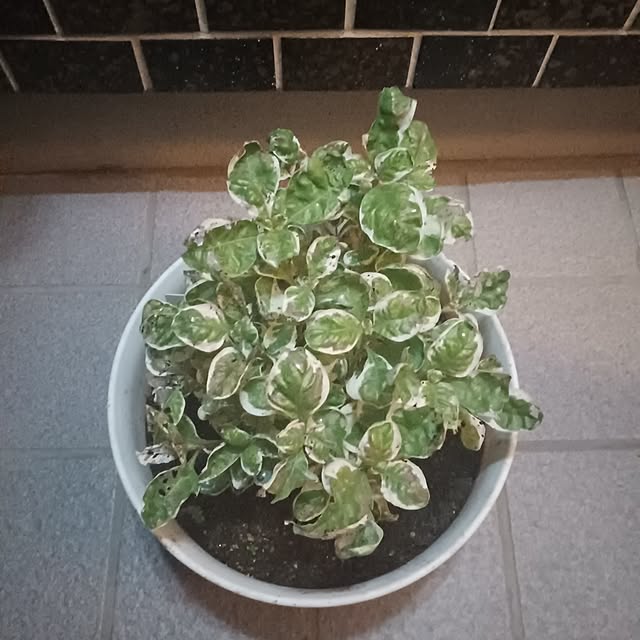 tuushiさんの実例写真