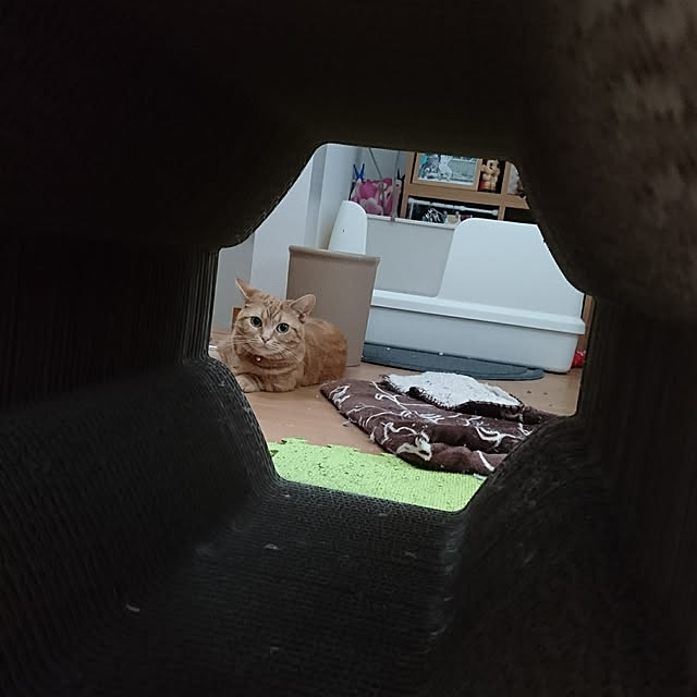 shinobuさんの実例写真
