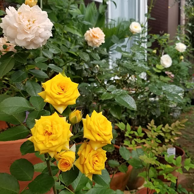 midoriさんの部屋