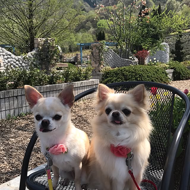 実例写真