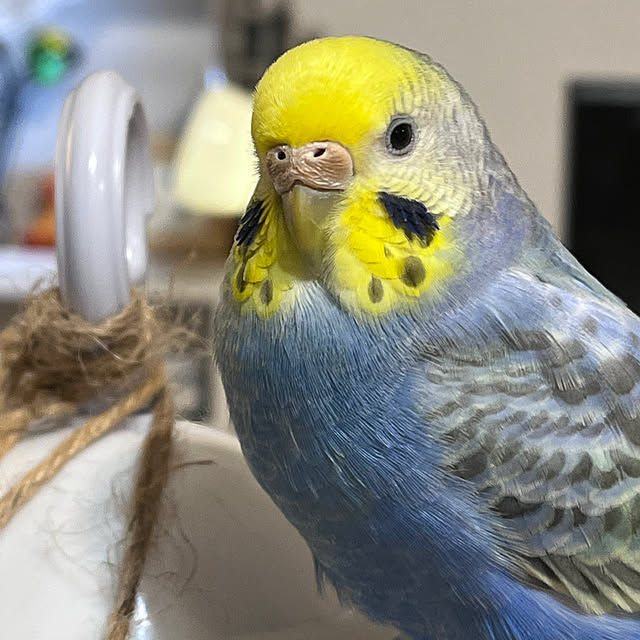 Atsukoさんの部屋