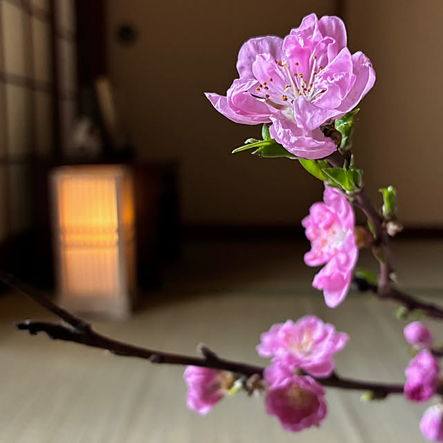 Fleur_さんの部屋