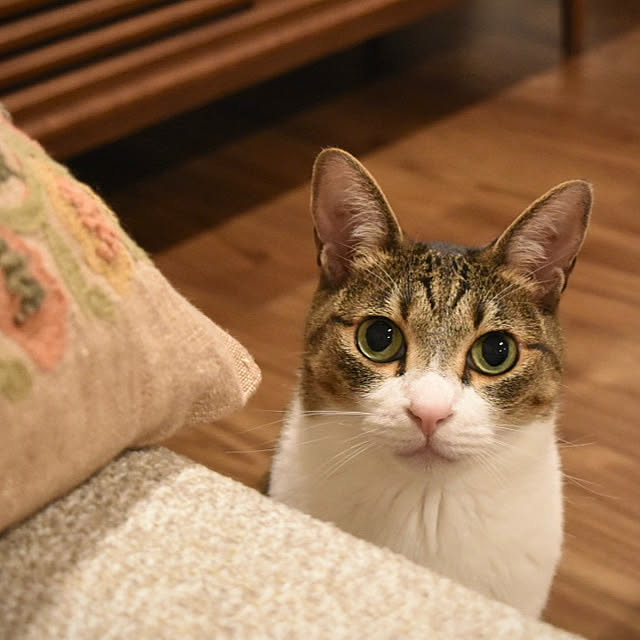 POCOさんの部屋