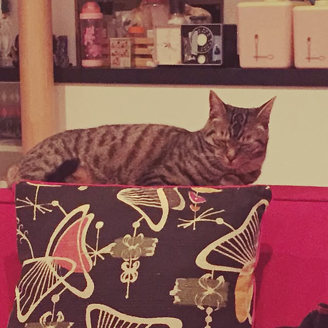 Hironariさんの実例写真