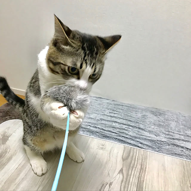 mugikoさんの実例写真