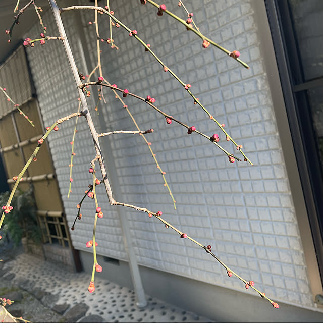 kuikoさんの実例写真