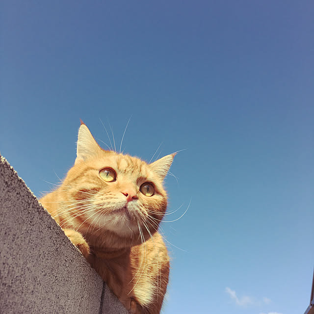 nekoさんの実例写真