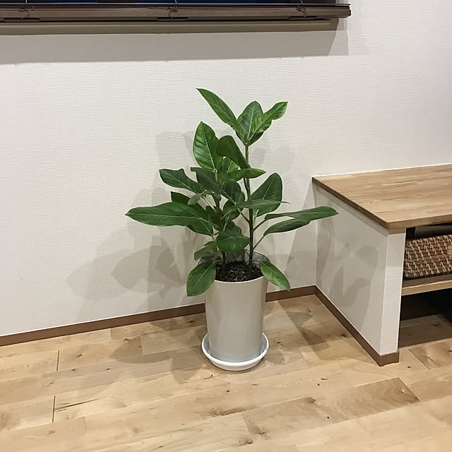 copanさんの実例写真