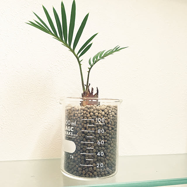 バス/トイレ/植物のインテリア実例 - 2017-11-29 18:13:02