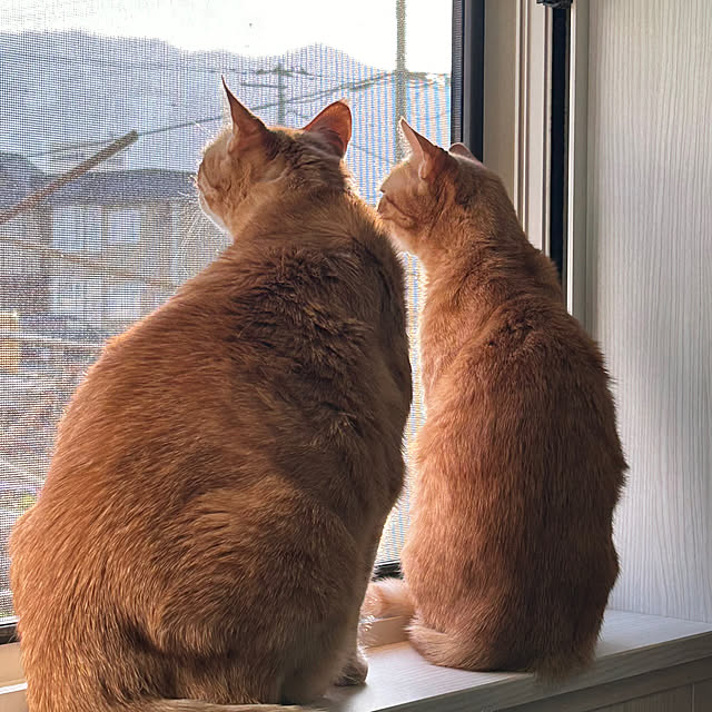 mikeume7さんの部屋